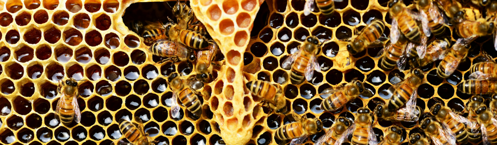 We’re a Proud Partner of the National Honey Board