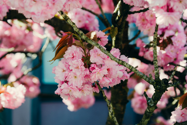 Spring Reset: Simple Ways to Refresh Your Eating Habits