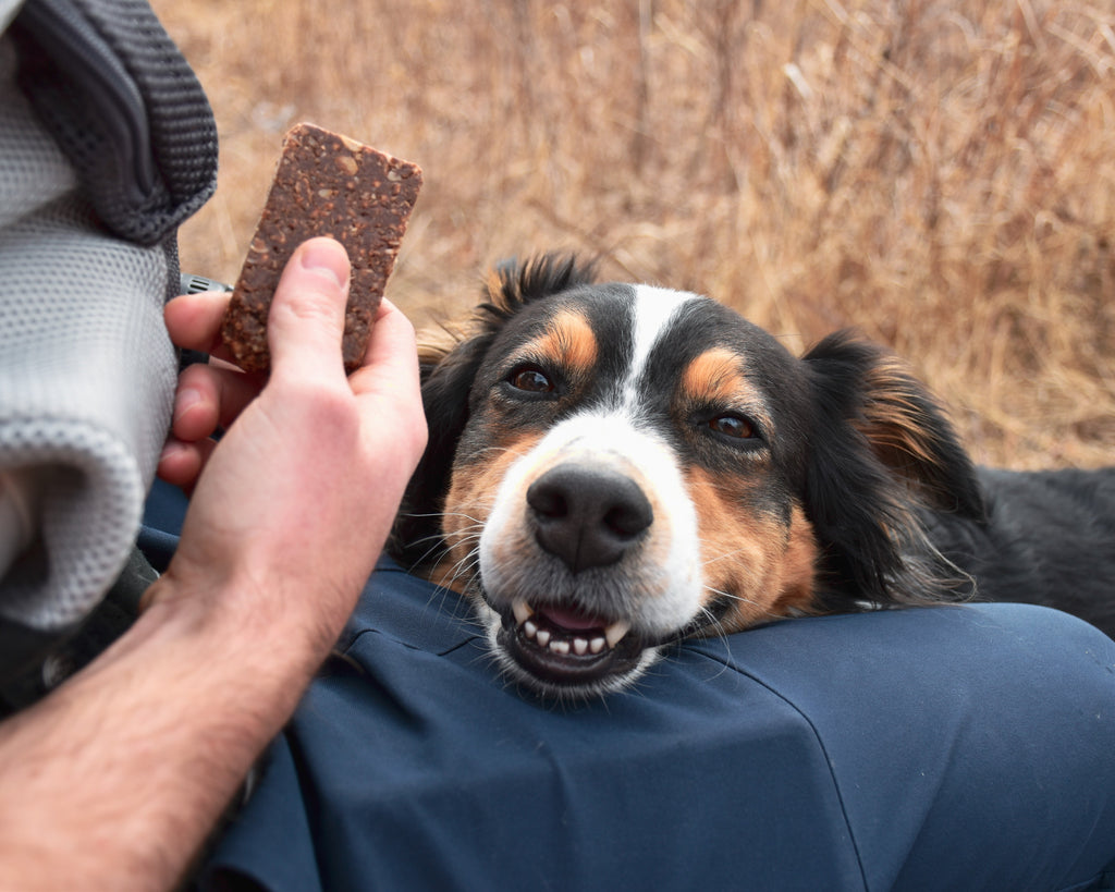 dog with organic snack bar | Kate's Real Food