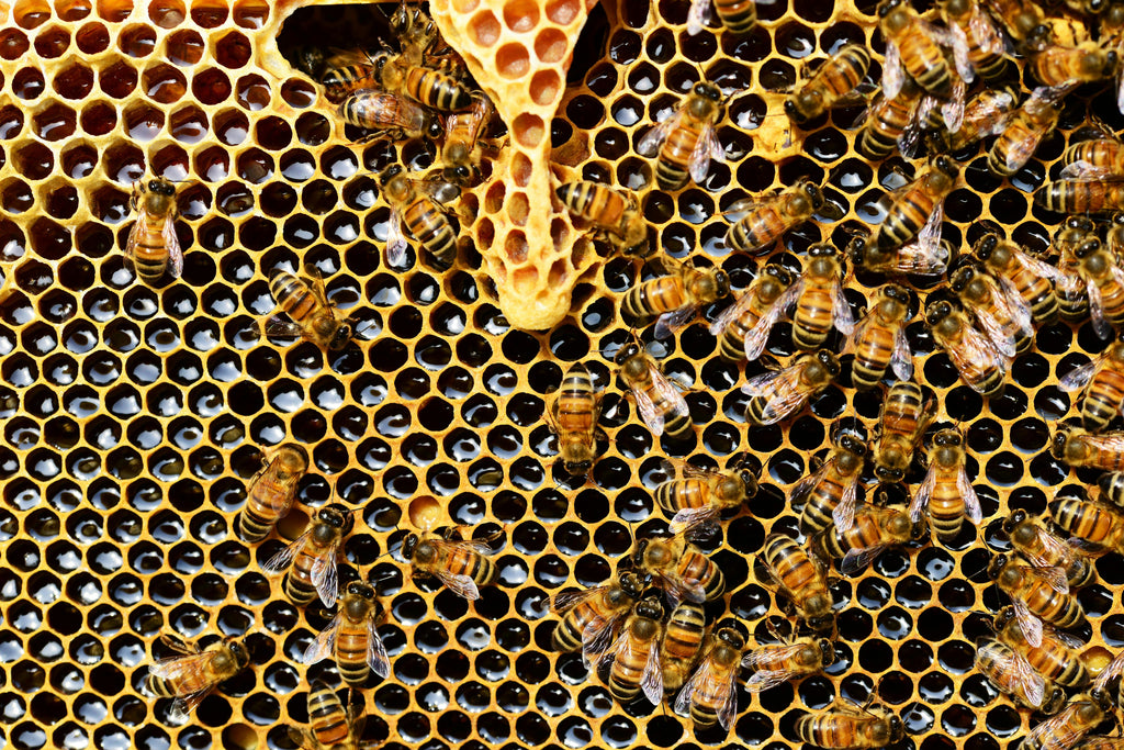 bees on honeycomb 
