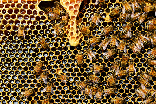 What is Organic Honey?