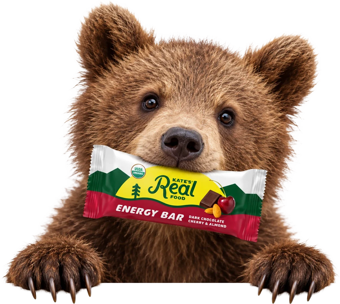 A bear cub holding a Kate's Real Food Dark Chocolate Cherry & Almond Energy Bar in its mouth